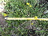  ( - FFVCC123)  @11 [ ] nrr  Unspecified Unspecified