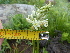  (Ornithogalum graminifolium - FFVCC136)  @11 [ ] nrr  Unspecified Unspecified