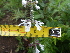  (Stachys nigricans - FFVCC138)  @11 [ ] nrr  Unspecified Unspecified