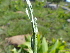  (Wahlenbergia cuspidata - FFVCC159)  @11 [ ] nrr  Unspecified Unspecified