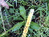  ( - FFVCC179)  @11 [ ] nrr  Unspecified Unspecified