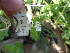  (Stachys natalensis - FFVCC203)  @11 [ ] nrr  Unspecified Unspecified
