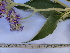  ( - FFVCC46)  @11 [ ] nrr  Unspecified Unspecified