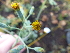  (Senecio oxyriifolius - FFVCC81)  @11 [ ] nrr  Unspecified Unspecified