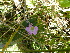  (Geranium schlechteri - FFVCC1)  @11 [ ] nrr  Unspecified Unspecified