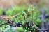  ( - 001_001)  @11 [ ] CreativeCommons - Attribution Share-Alike (2019) Unspecified Kostrzyca Forest Gene Bank