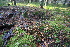  ( - 001_001)  @11 [ ] CreativeCommons - Attribution Share-Alike (2019) Unspecified Kostrzyca Forest Gene Bank