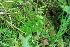  ( - 019_002)  @11 [ ] CreativeCommons - Attribution Non-Commercial Share-Alike (2031) Kostrzyca Forest Gene Bank Kostrzyca Forest Gene Bank