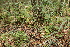  ( - 019_002)  @11 [ ] CreativeCommons - Attribution Non-Commercial Share-Alike (2031) Kostrzyca Forest Gene Bank Kostrzyca Forest Gene Bank