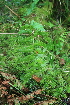  ( - 019_003)  @11 [ ] CreativeCommons - Attribution Non-Commercial Share-Alike (2019) Kostrzyca Forest Gene Bank Kostrzyca Forest Gene Bank