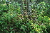  ( - 019_003)  @11 [ ] CreativeCommons - Attribution Non-Commercial Share-Alike (2019) Kostrzyca Forest Gene Bank Kostrzyca Forest Gene Bank