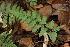  ( - 019_006)  @11 [ ] CreativeCommons - Attribution Non-Commercial Share-Alike (2019) Kostrzyca Forest Gene Bank Kostrzyca Forest Gene Bank