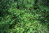  ( - 033_002)  @11 [ ] CreativeCommons - Attribution Non-Commercial Share-Alike (2019) Kostrzyca Forest Gene Bank Kostrzyca Forest Gene Bank