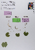  ( - 033_002)  @11 [ ] CreativeCommons - Attribution Non-Commercial Share-Alike (2019) Kostrzyca Forest Gene Bank Kostrzyca Forest Gene Bank