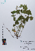  ( - 035_001)  @11 [ ] CreativeCommons - Attribution Non-Commercial Share-Alike (2019) Kostrzyca Forest Gene Bank Kostrzyca Forest Gene Bank