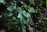  ( - 035_003)  @11 [ ] CreativeCommons - Attribution Non-Commercial Share-Alike (2019) Kostrzyca Forest Gene Bank Kostrzyca Forest Gene Bank