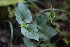  ( - 035_004)  @11 [ ] CreativeCommons - Attribution Non-Commercial Share-Alike (2019) Kostrzyca Forest Gene Bank Kostrzyca Forest Gene Bank