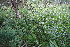  ( - 036_001)  @11 [ ] CreativeCommons - Attribution Non-Commercial Share-Alike (2019) Kostrzyca Forest Gene Bank Kostrzyca Forest Gene Bank