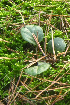  ( - 042_002)  @11 [ ] CreativeCommons - Attribution Non-Commercial Share-Alike (2019) Kostrzyca Forest Gene Bank Kostrzyca Forest Gene Bank