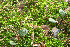  ( - 042_003)  @11 [ ] CreativeCommons - Attribution Non-Commercial Share-Alike (2019) Kostrzyca Forest Gene Bank Kostrzyca Forest Gene Bank