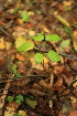  ( - 044_002)  @11 [ ] CreativeCommons - Attribution Non-Commercial Share-Alike (2019) Kostrzyca Forest Gene Bank Kostrzyca Forest Gene Bank