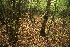  ( - 044_002)  @11 [ ] CreativeCommons - Attribution Non-Commercial Share-Alike (2019) Kostrzyca Forest Gene Bank Kostrzyca Forest Gene Bank