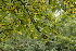  ( - 044_007)  @11 [ ] CreativeCommons - Attribution Non-Commercial Share-Alike (2019) Kostrzyca Forest Gene Bank Kostrzyca Forest Gene Bank