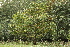  ( - 044_007)  @11 [ ] CreativeCommons - Attribution Non-Commercial Share-Alike (2019) Kostrzyca Forest Gene Bank Kostrzyca Forest Gene Bank