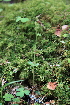  ( - 060_003)  @11 [ ] CreativeCommons - Attribution Non-Commercial Share-Alike (2019) Kostrzyca Forest Gene Bank Kostrzyca Forest Gene Bank
