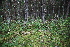  ( - 060_003)  @11 [ ] CreativeCommons - Attribution Non-Commercial Share-Alike (2019) Kostrzyca Forest Gene Bank Kostrzyca Forest Gene Bank