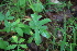  (Potentilla alba - 068_001)  @11 [ ] CreativeCommons - Attribution Non-Commercial Share-Alike (2019) Kostrzyca Forest Gene Bank Kostrzyca Forest Gene Bank