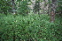  ( - 068_001)  @11 [ ] CreativeCommons - Attribution Non-Commercial Share-Alike (2019) Kostrzyca Forest Gene Bank Kostrzyca Forest Gene Bank