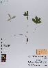  ( - 068_001)  @11 [ ] CreativeCommons - Attribution Non-Commercial Share-Alike (2019) Kostrzyca Forest Gene Bank Kostrzyca Forest Gene Bank