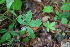  ( - 068_003)  @11 [ ] CreativeCommons - Attribution Non-Commercial Share-Alike (2019) Kostrzyca Forest Gene Bank Kostrzyca Forest Gene Bank