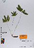  ( - 068_003)  @11 [ ] CreativeCommons - Attribution Non-Commercial Share-Alike (2019) Kostrzyca Forest Gene Bank Kostrzyca Forest Gene Bank