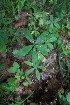  ( - 068_004)  @11 [ ] CreativeCommons - Attribution Non-Commercial Share-Alike (2019) Kostrzyca Forest Gene Bank Kostrzyca Forest Gene Bank