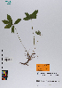  ( - 068_004)  @11 [ ] CreativeCommons - Attribution Non-Commercial Share-Alike (2019) Kostrzyca Forest Gene Bank Kostrzyca Forest Gene Bank