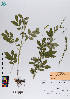  ( - 074_001)  @11 [ ] CreativeCommons - Attribution Non-Commercial Share-Alike (2019) Kostrzyca Forest Gene Bank Kostrzyca Forest Gene Bank