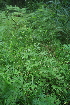  ( - 074_002)  @11 [ ] CreativeCommons - Attribution Non-Commercial Share-Alike (2019) Kostrzyca Forest Gene Bank Kostrzyca Forest Gene Bank