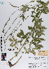  ( - 074_002)  @11 [ ] CreativeCommons - Attribution Non-Commercial Share-Alike (2019) Kostrzyca Forest Gene Bank Kostrzyca Forest Gene Bank
