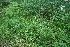  ( - 074_003)  @11 [ ] CreativeCommons - Attribution Non-Commercial Share-Alike (2019) Kostrzyca Forest Gene Bank Kostrzyca Forest Gene Bank