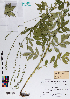  ( - 074_003)  @11 [ ] CreativeCommons - Attribution Non-Commercial Share-Alike (2019) Kostrzyca Forest Gene Bank Kostrzyca Forest Gene Bank