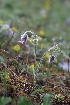  (Pulsatilla pratensis - 075_004)  @11 [ ] CreativeCommons - Attribution Non-Commercial Share-Alike (2019) Kostrzyca Forest Gene Bank Kostrzyca Forest Gene Bank