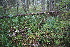  ( - 083_001)  @11 [ ] CreativeCommons - Attribution Non-Commercial Share-Alike (2019) Kostrzyca Forest Gene Bank Kostrzyca Forest Gene Bank