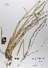  ( - 083_002)  @11 [ ] CreativeCommons - Attribution Non-Commercial Share-Alike (2019) Kostrzyca Forest Gene Bank Kostrzyca Forest Gene Bank