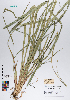  ( - 083_003)  @11 [ ] CreativeCommons - Attribution Non-Commercial Share-Alike (2019) Kostrzyca Forest Gene Bank Kostrzyca Forest Gene Bank