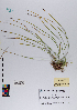  ( - 090_002)  @11 [ ] CreativeCommons - Attribution Non-Commercial Share-Alike (2019) Kostrzyca Forest Gene Bank Kostrzyca Forest Gene Bank