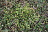  ( - 090_003)  @11 [ ] CreativeCommons - Attribution Non-Commercial Share-Alike (2019) Kostrzyca Forest Gene Bank Kostrzyca Forest Gene Bank