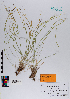  ( - 090_003)  @11 [ ] CreativeCommons - Attribution Non-Commercial Share-Alike (2019) Kostrzyca Forest Gene Bank Kostrzyca Forest Gene Bank