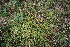  ( - 090_004)  @11 [ ] CreativeCommons - Attribution Non-Commercial Share-Alike (2019) Kostrzyca Forest Gene Bank Kostrzyca Forest Gene Bank